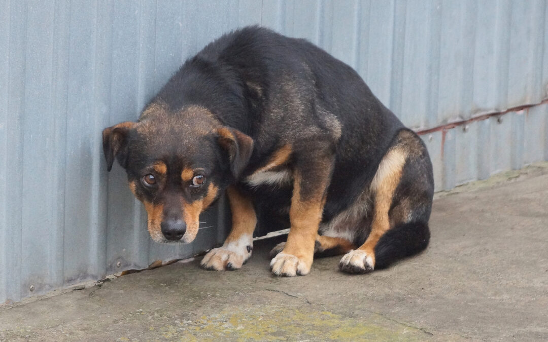Silvester und Geräuschangst bei Haustieren